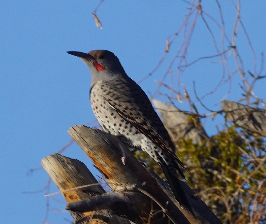 Northern Flicker - ML646233359