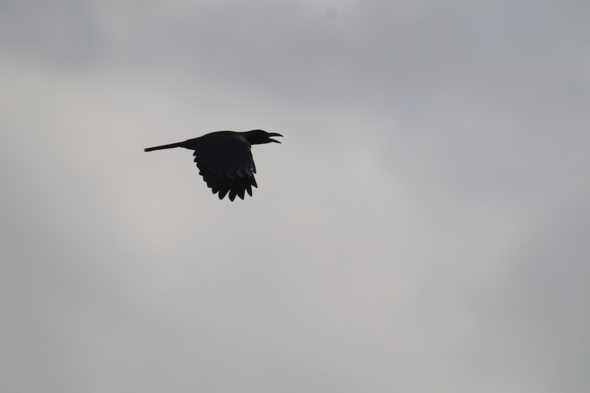 Philippine Jungle Crow - ML646233360