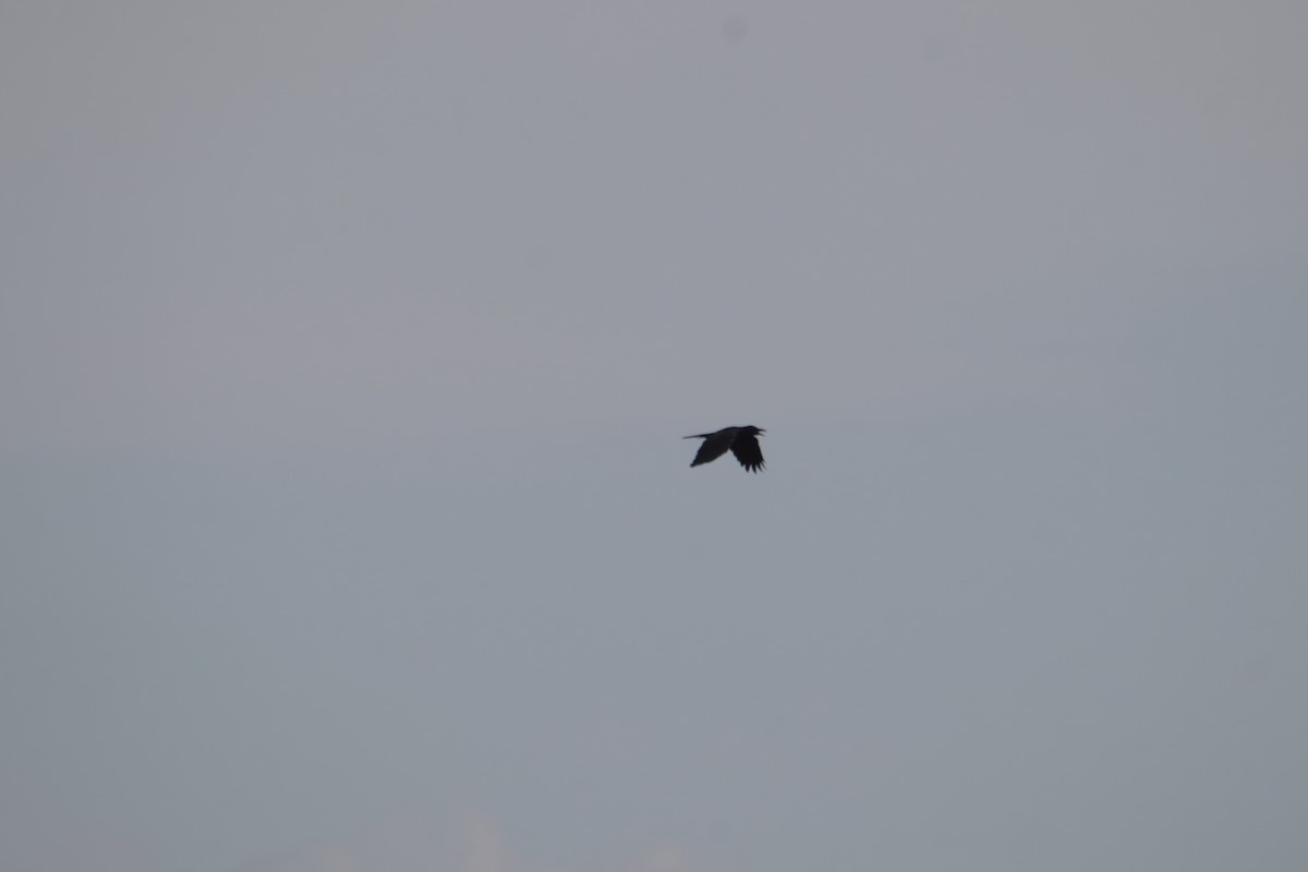 Philippine Jungle Crow - ML646233361