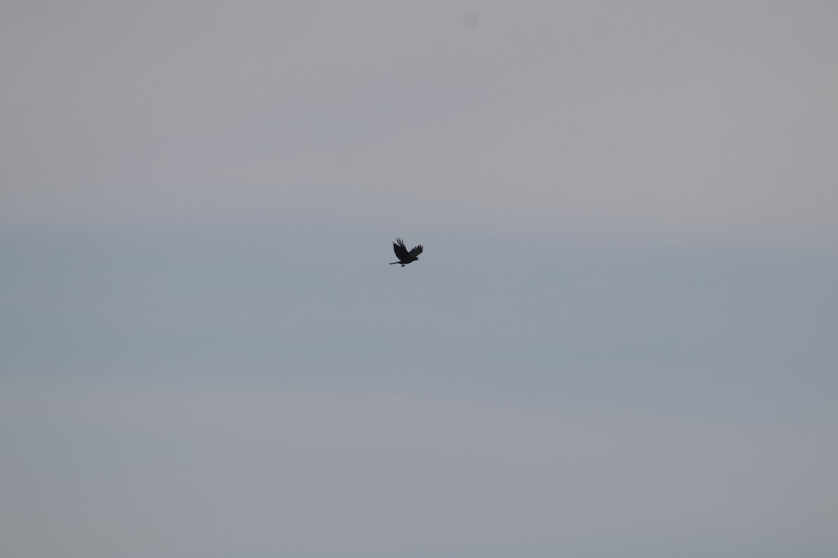 Philippine Jungle Crow - ML646233362