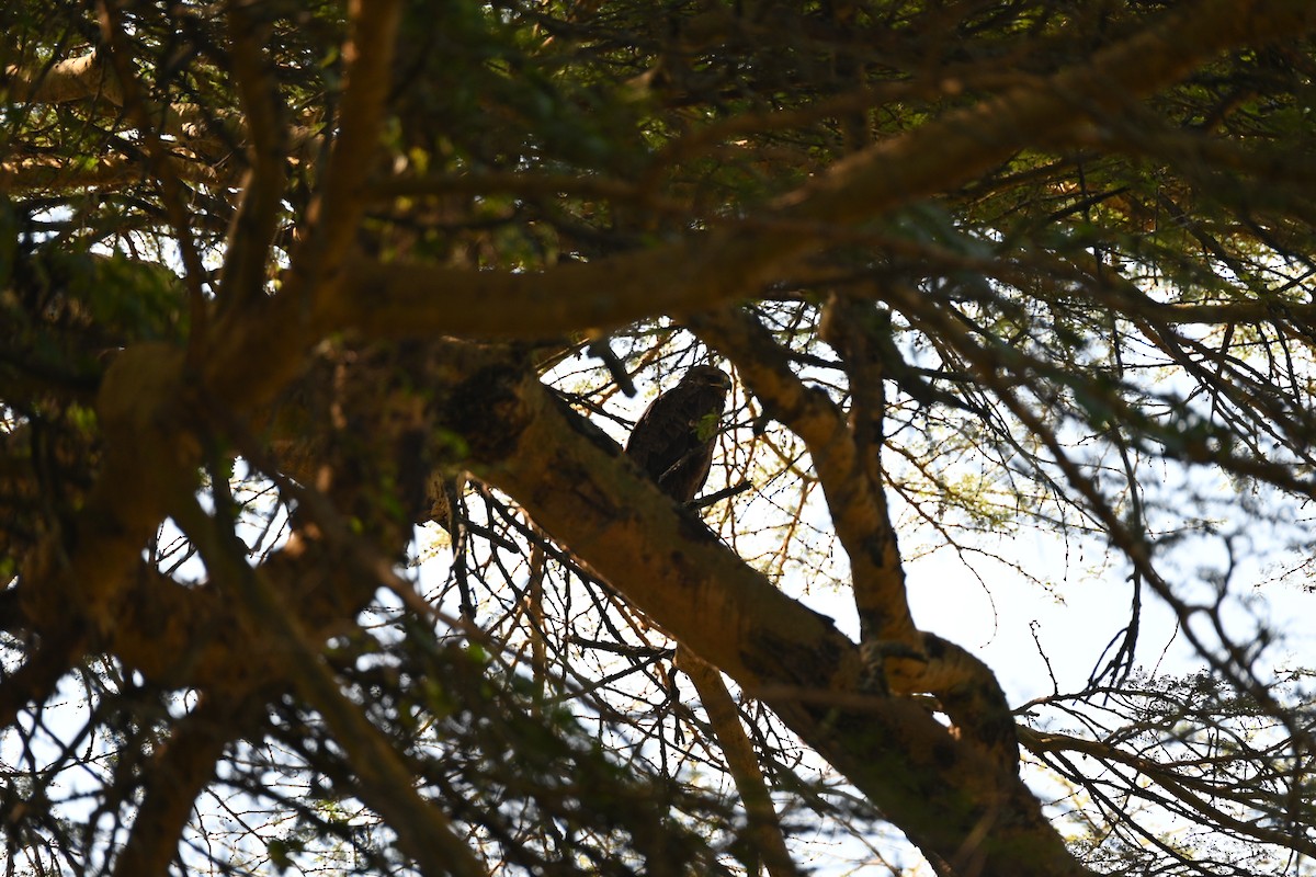 Lesser Spotted Eagle - ML646233363