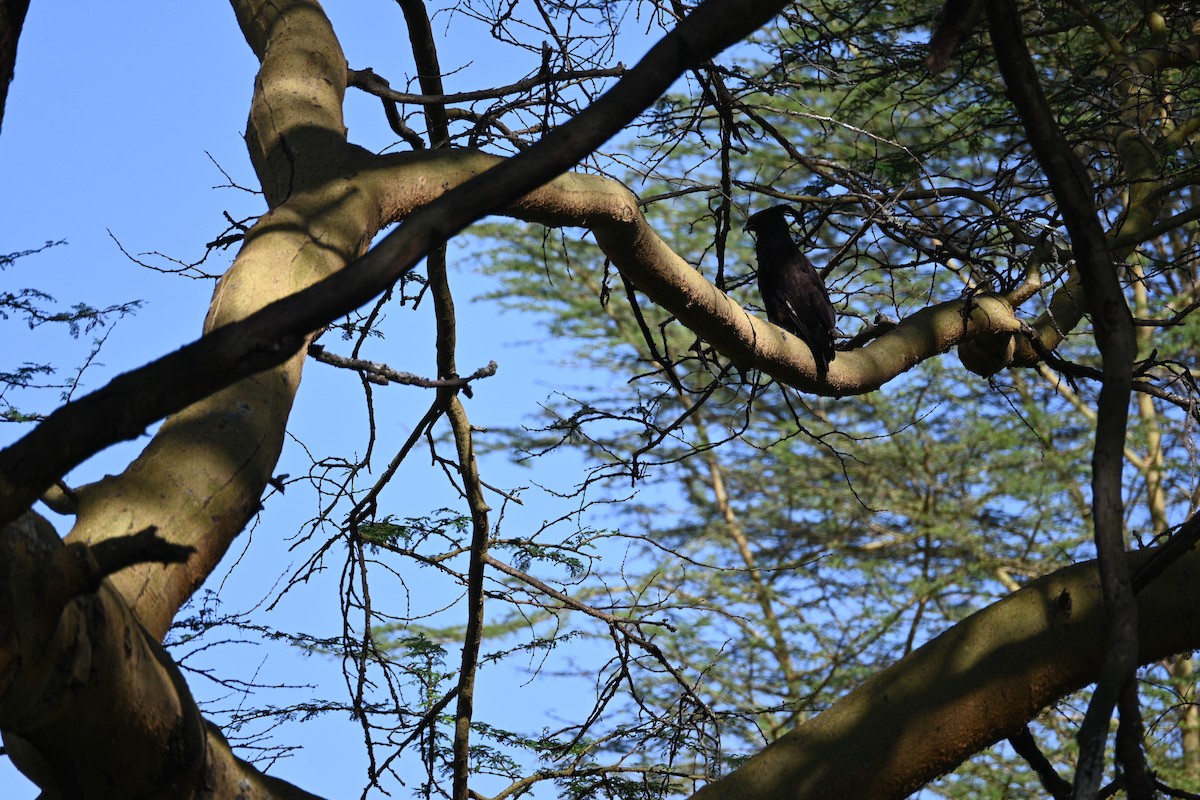 Long-crested Eagle - ML646233364