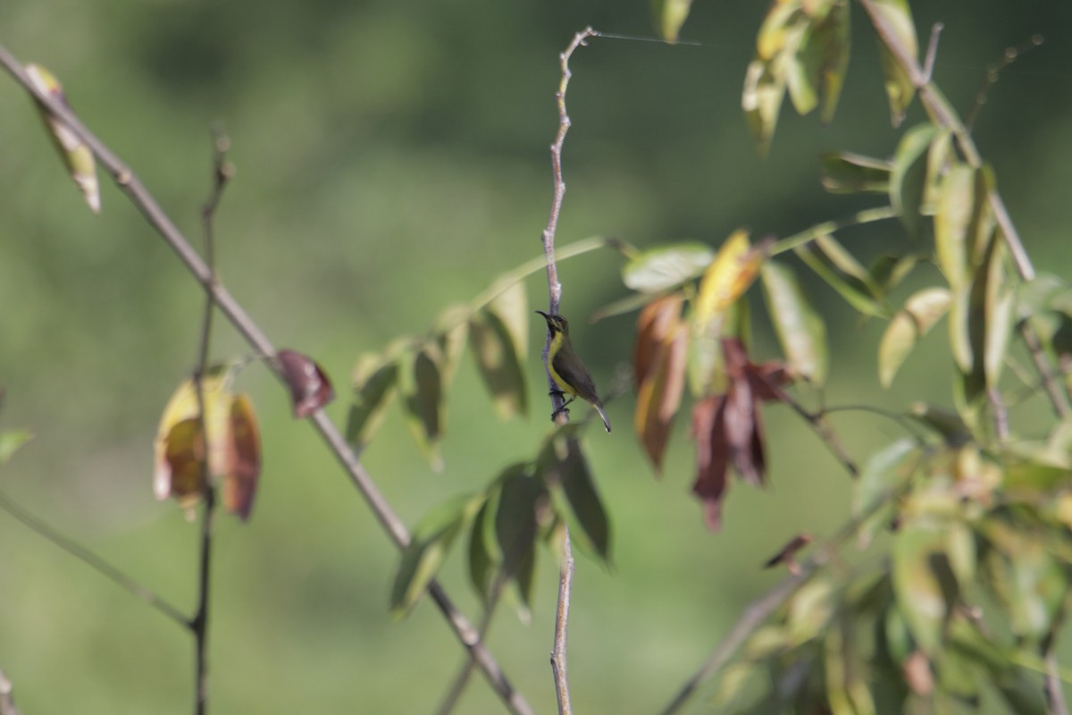 Garden Sunbird - ML646233369