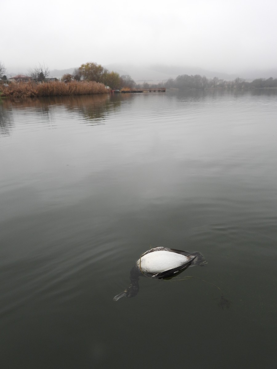 Anatra muta x Germano reale (ibrido) - ML646233371