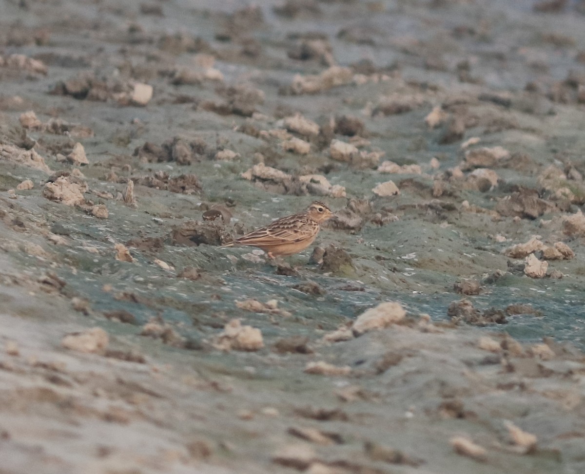 Oriental Skylark - ML646233374