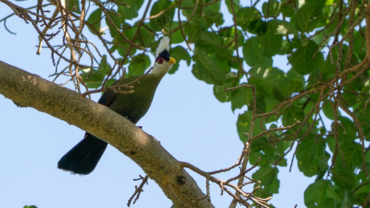 White-crested Turaco - ML646233380