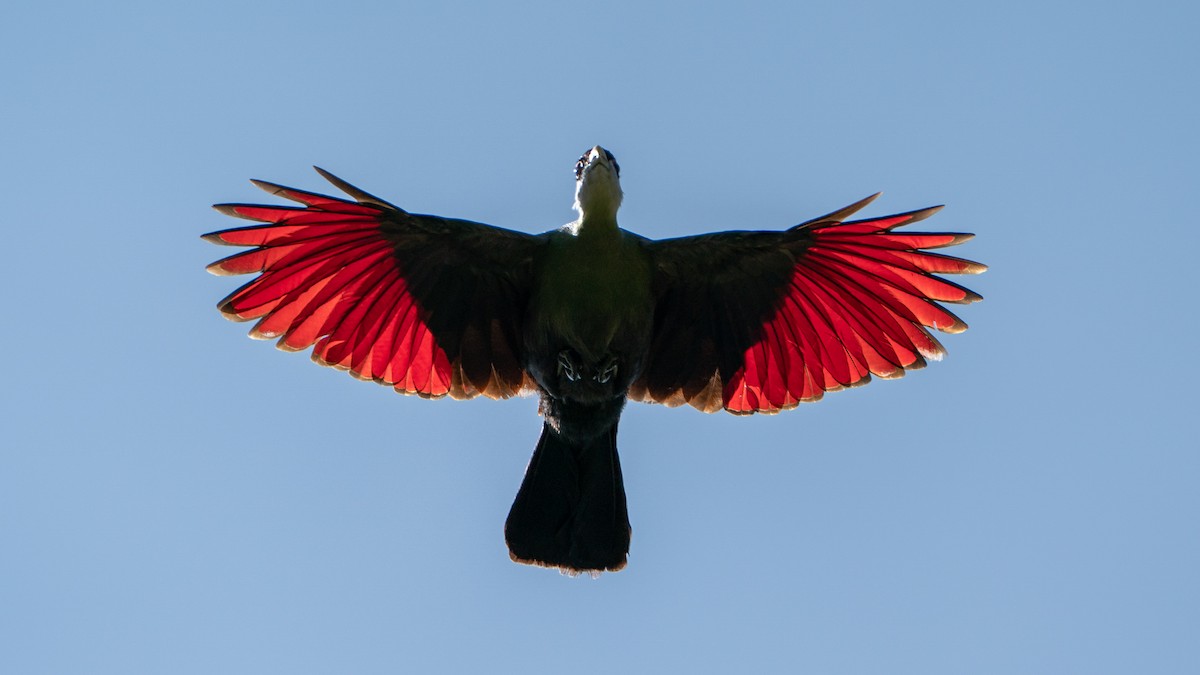 White-crested Turaco - ML646233382