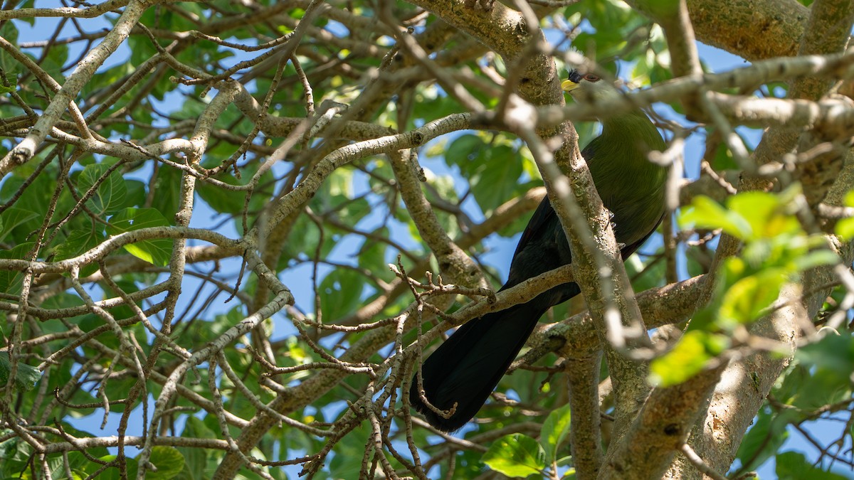 White-crested Turaco - ML646233383