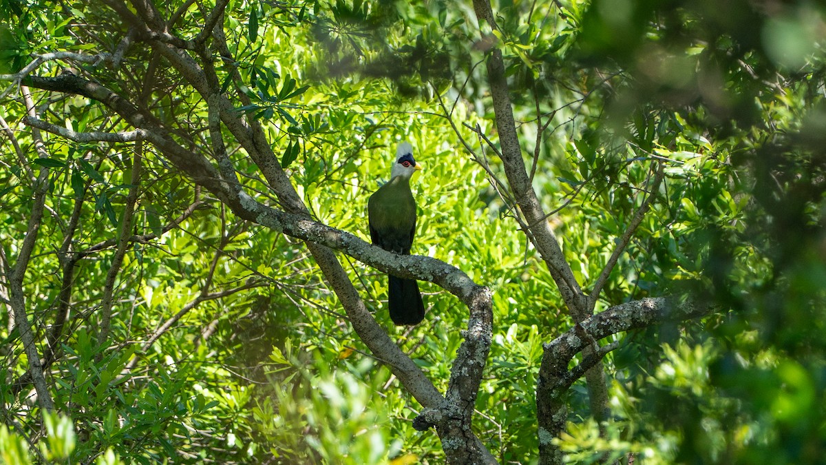 White-crested Turaco - ML646233384