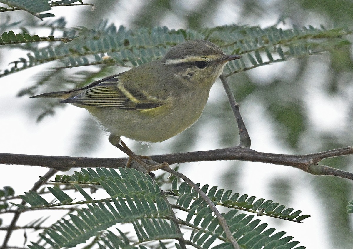 黃眉柳鶯 - ML646233388