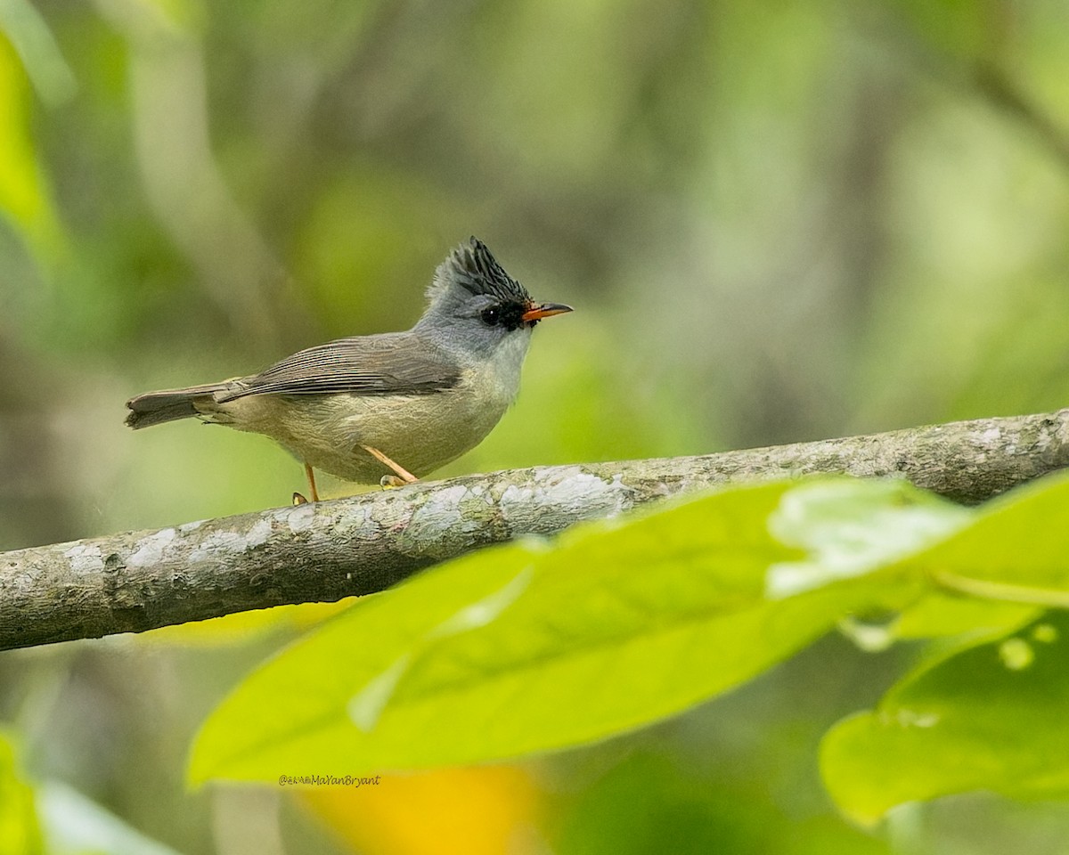 Black-chinned Yuhina - ML646233389