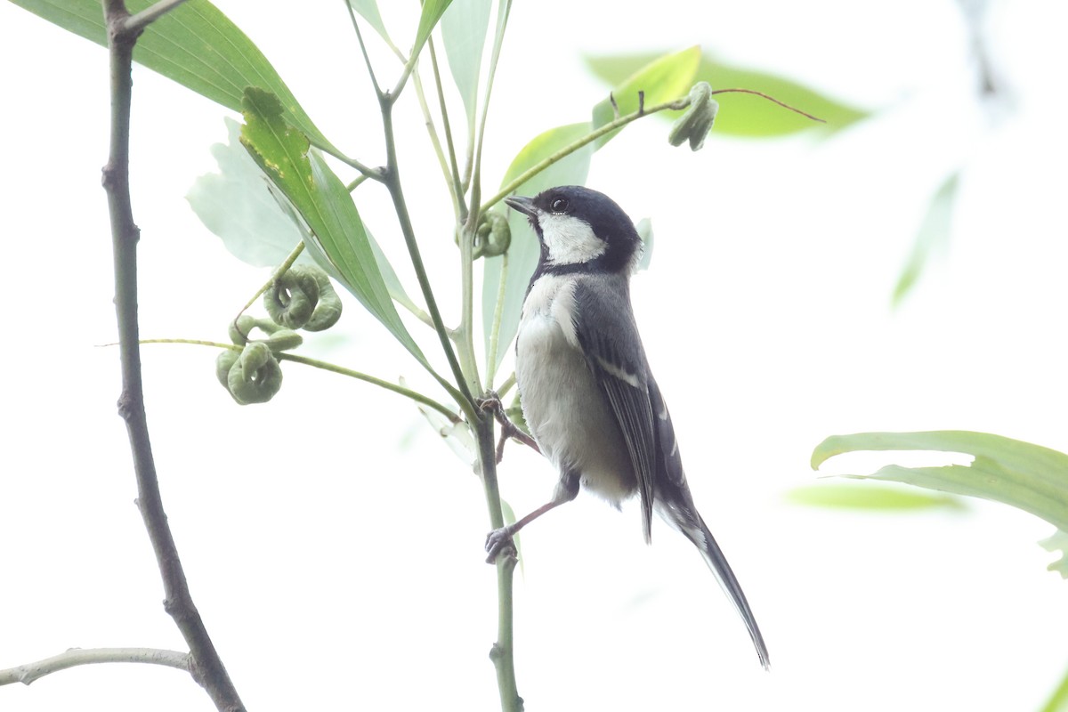 白頰山雀 - ML646233390