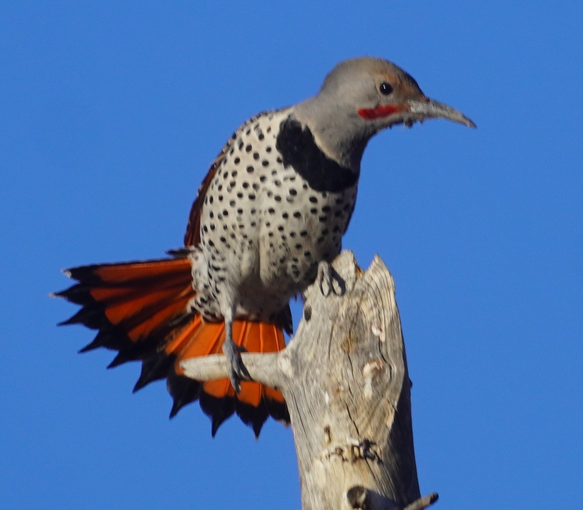 Northern Flicker - ML646233391