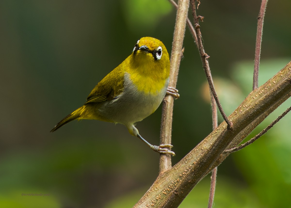 Indian White-eye - ML646233393