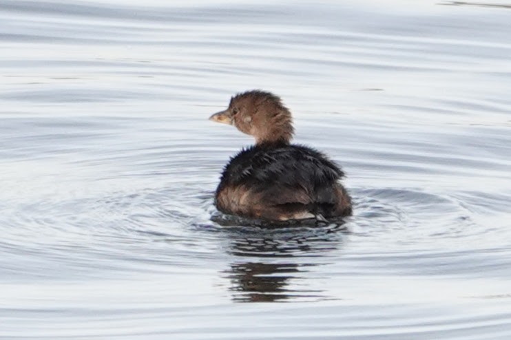 Pied-billed Grebe - ML646233395