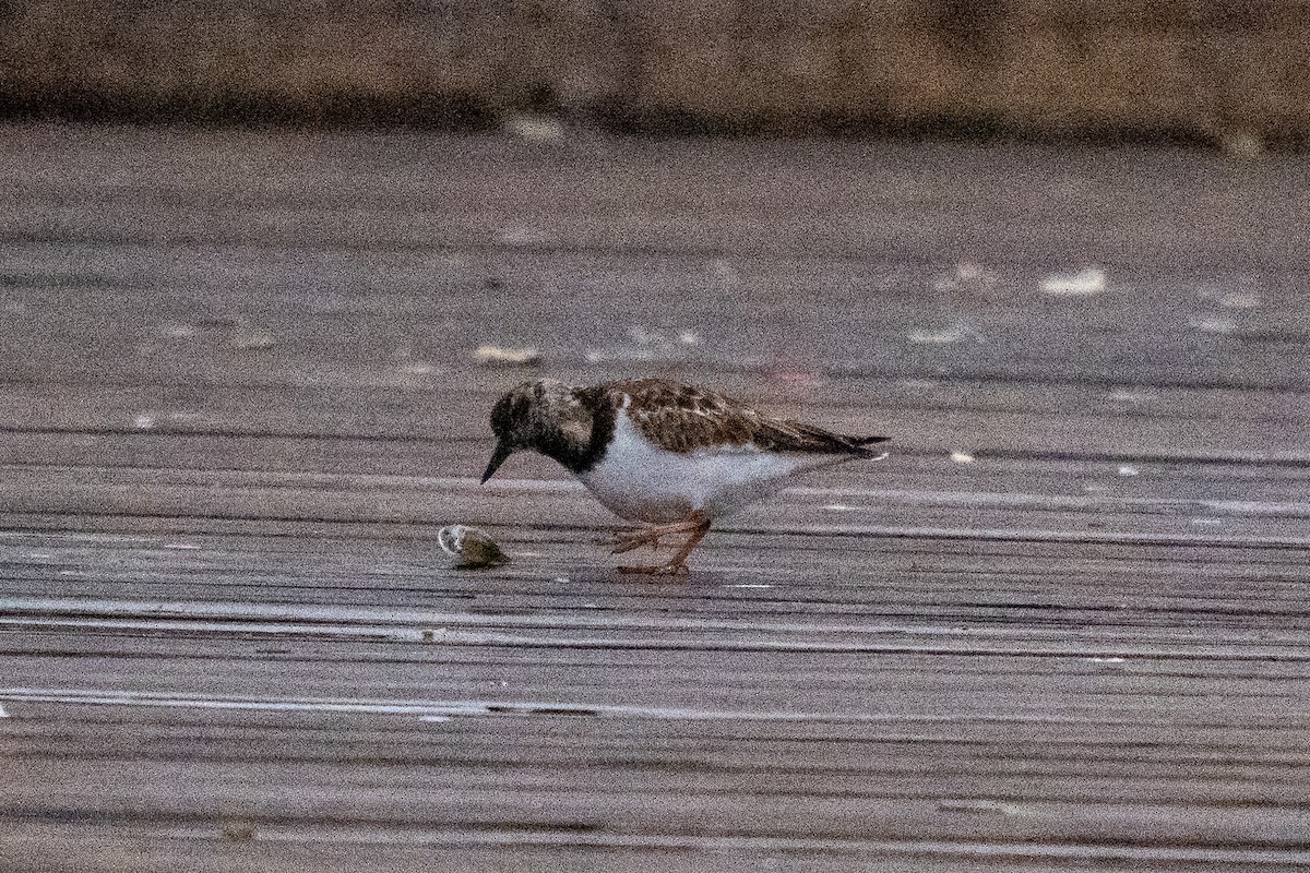 翻石鷸 - ML646233397