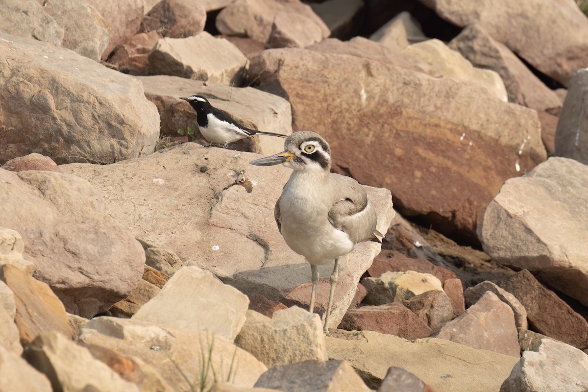 Great Thick-knee - ML646233398