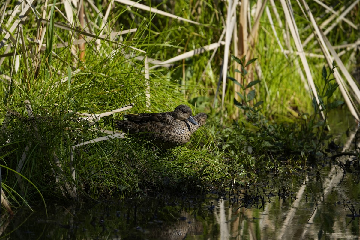 Chestnut Teal - ML646233399