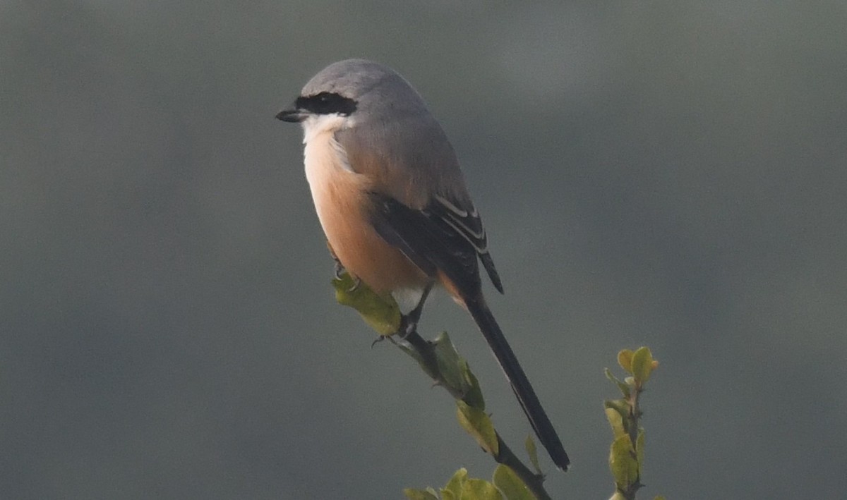 棕背伯勞 - ML646233400