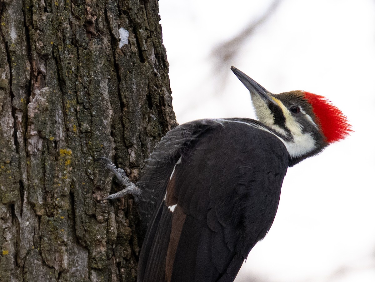 Pileated Woodpecker - ML646233401