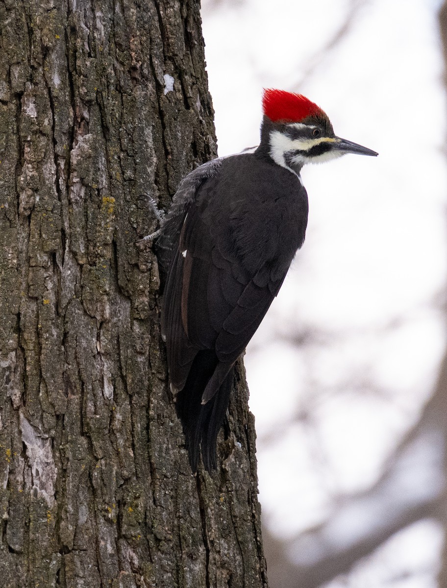 Pileated Woodpecker - ML646233402