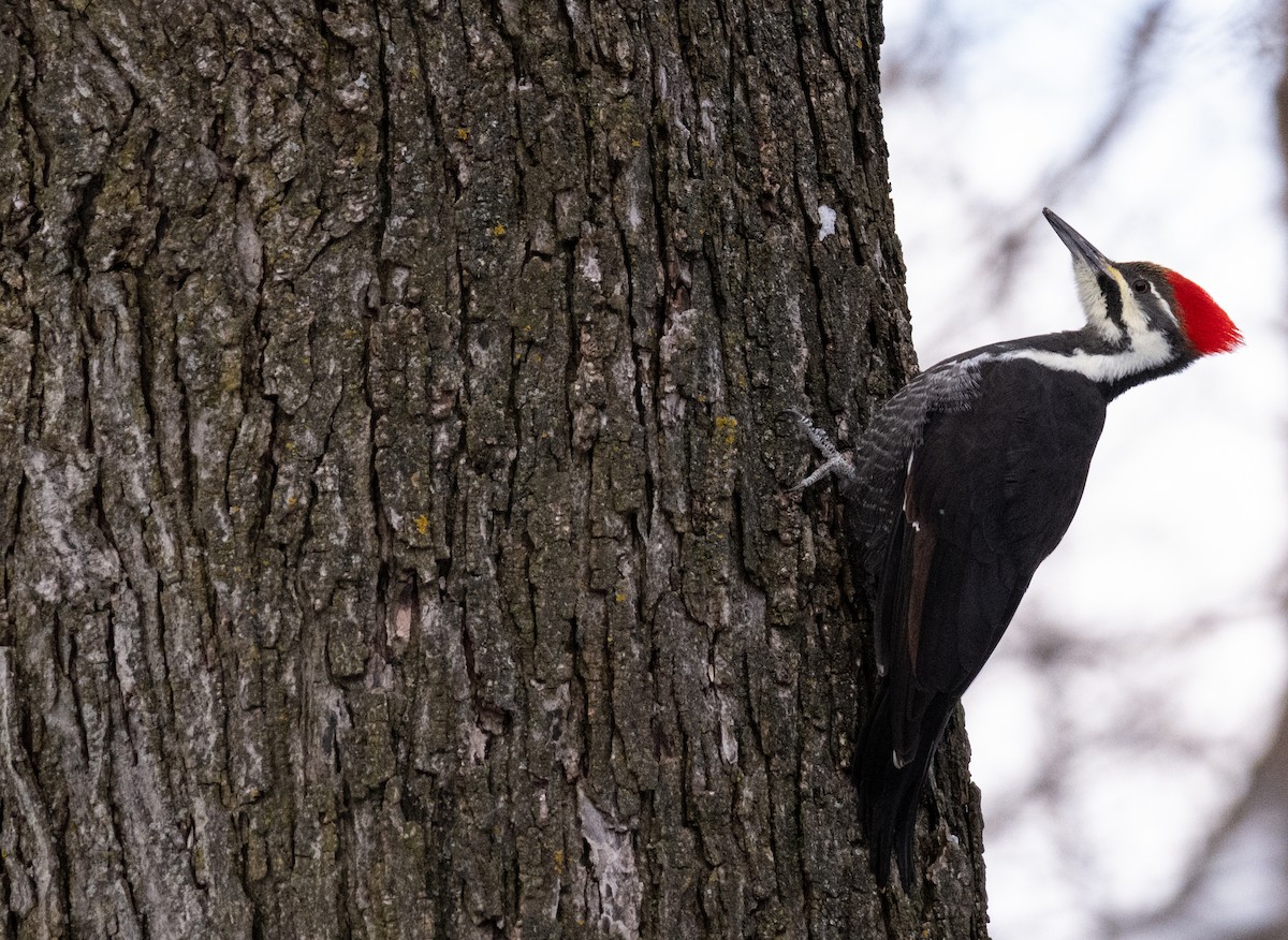 Pileated Woodpecker - ML646233403