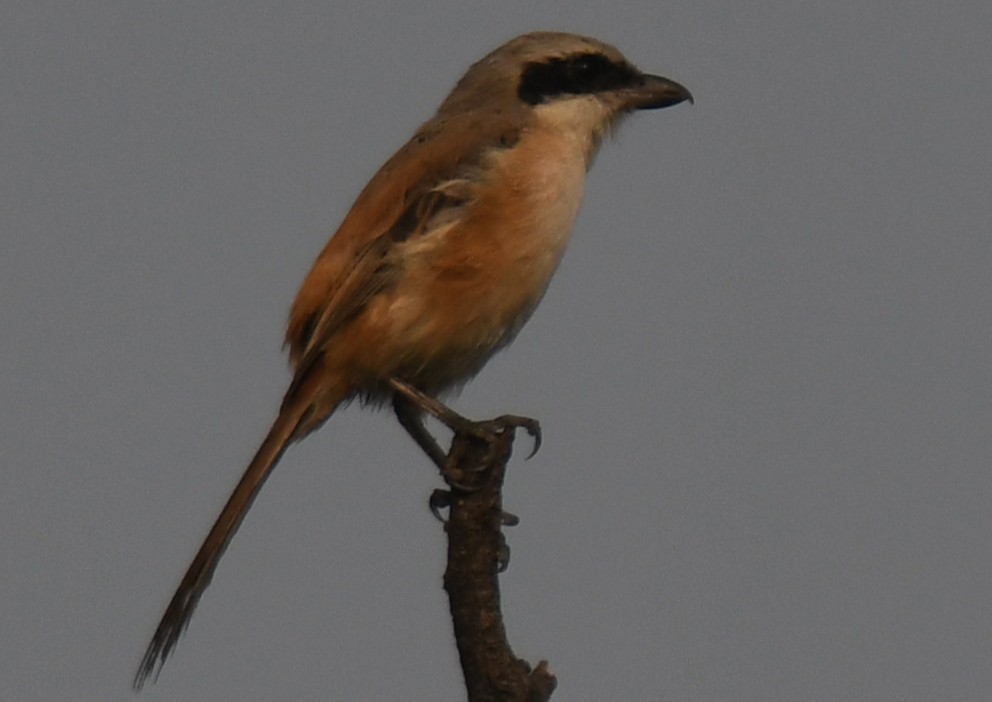 紅尾伯勞 - ML646233404