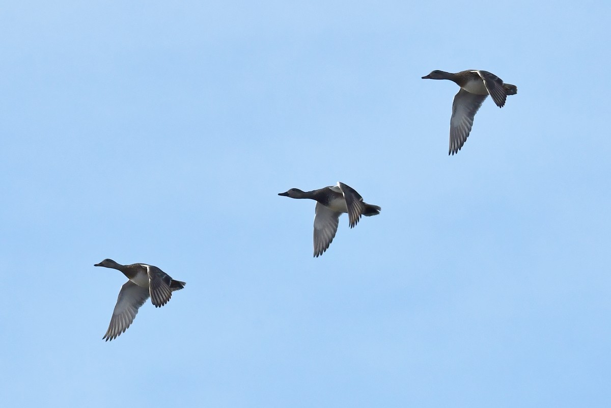 赤膀鴨 - ML646233407