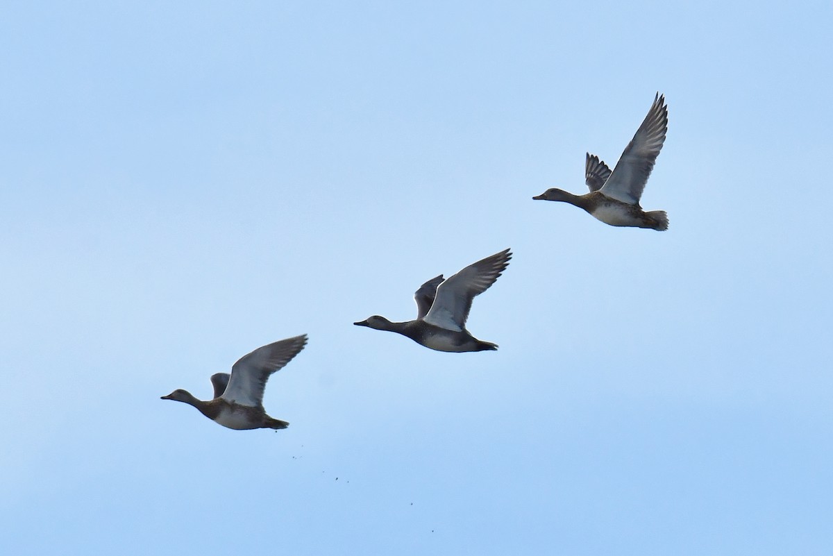 赤膀鴨 - ML646233408