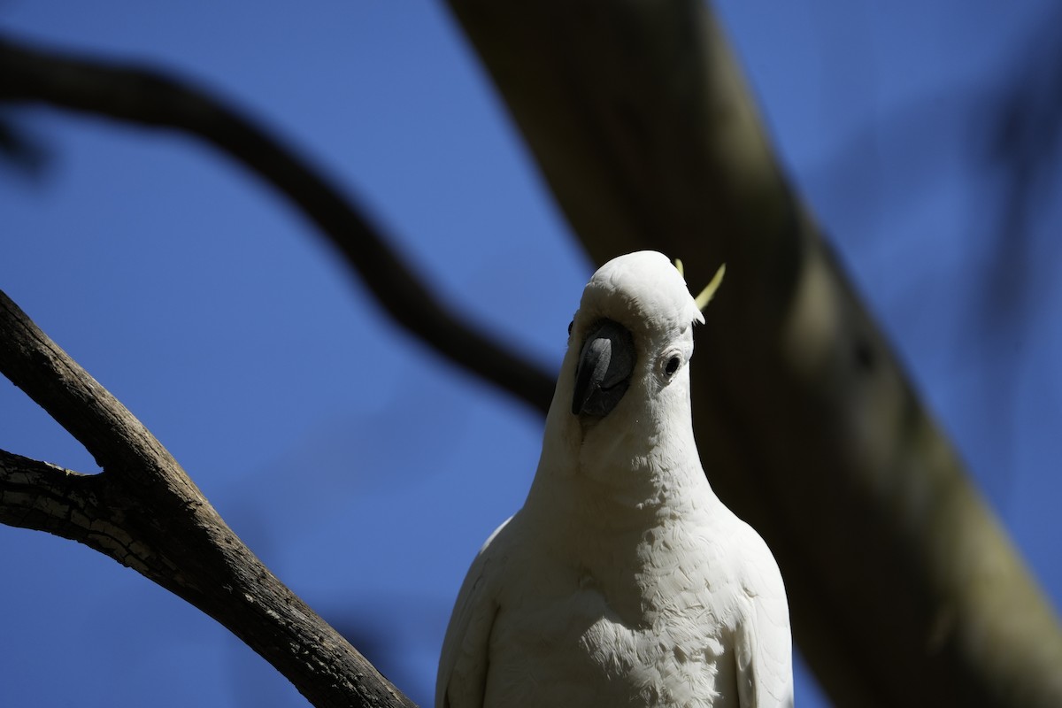 鳳頭鸚鵡屬 - ML646233409