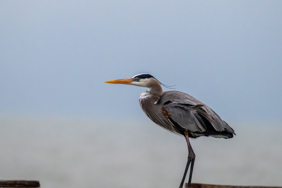 オオアオサギ - ML646233412