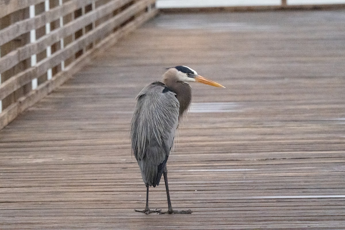 オオアオサギ - ML646233413