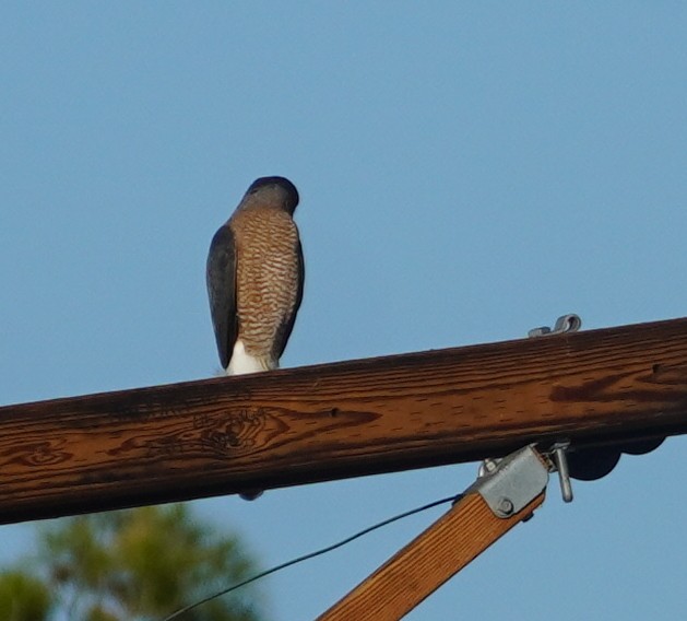 Cooper's Hawk - ML646233414