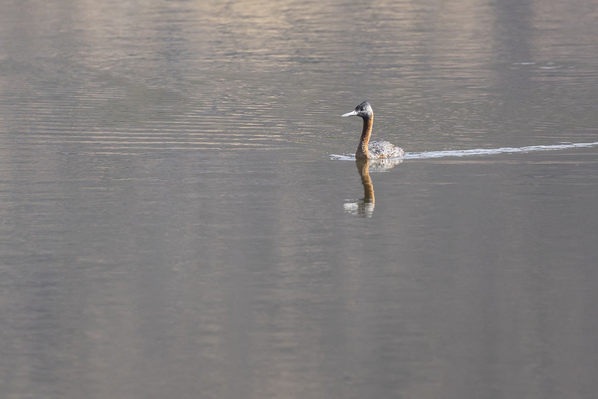 Great Grebe - ML646233415