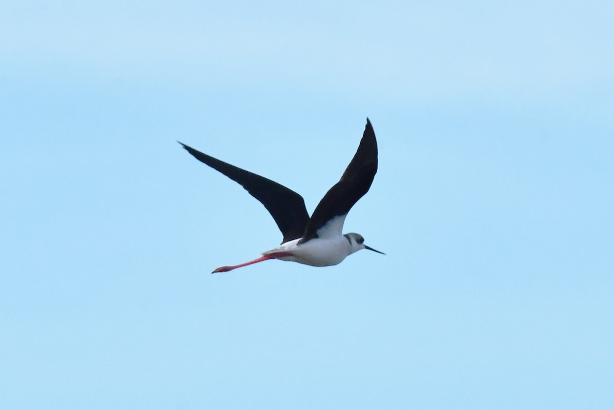 Black-winged Stilt - ML646233416
