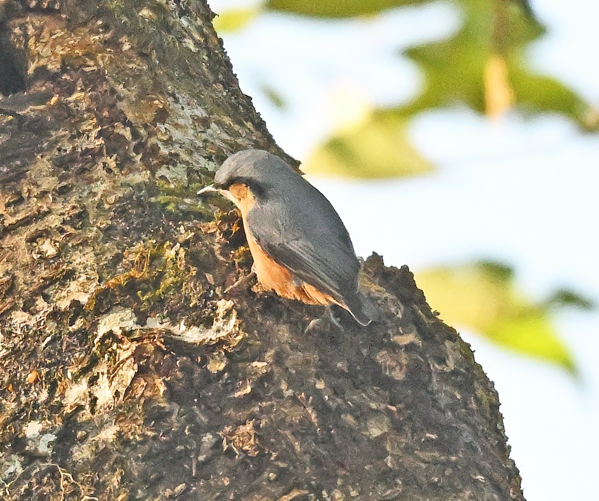 White-tailed Nuthatch - ML646233427