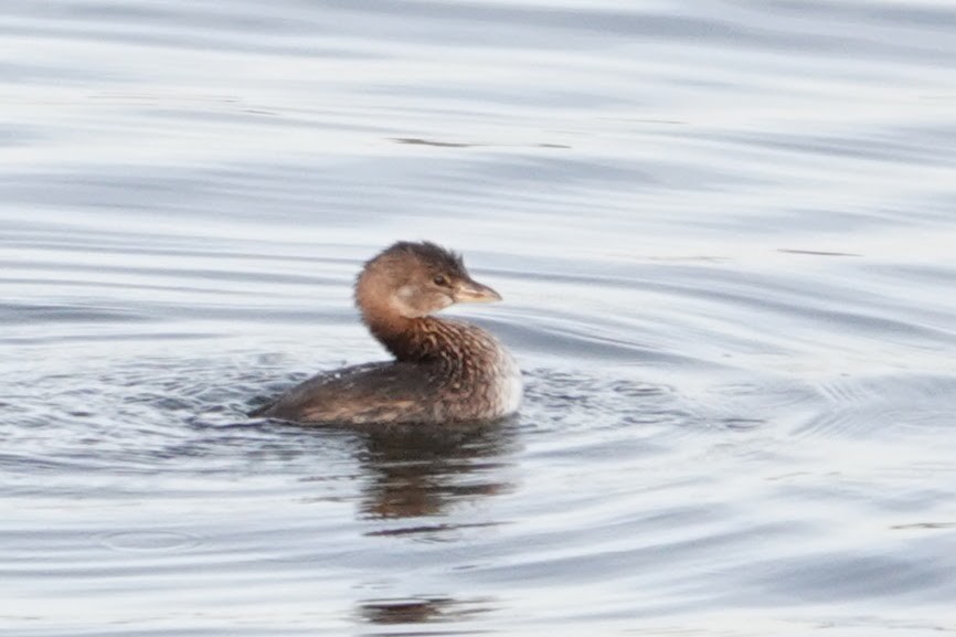 Pied-billed Grebe - ML646233428