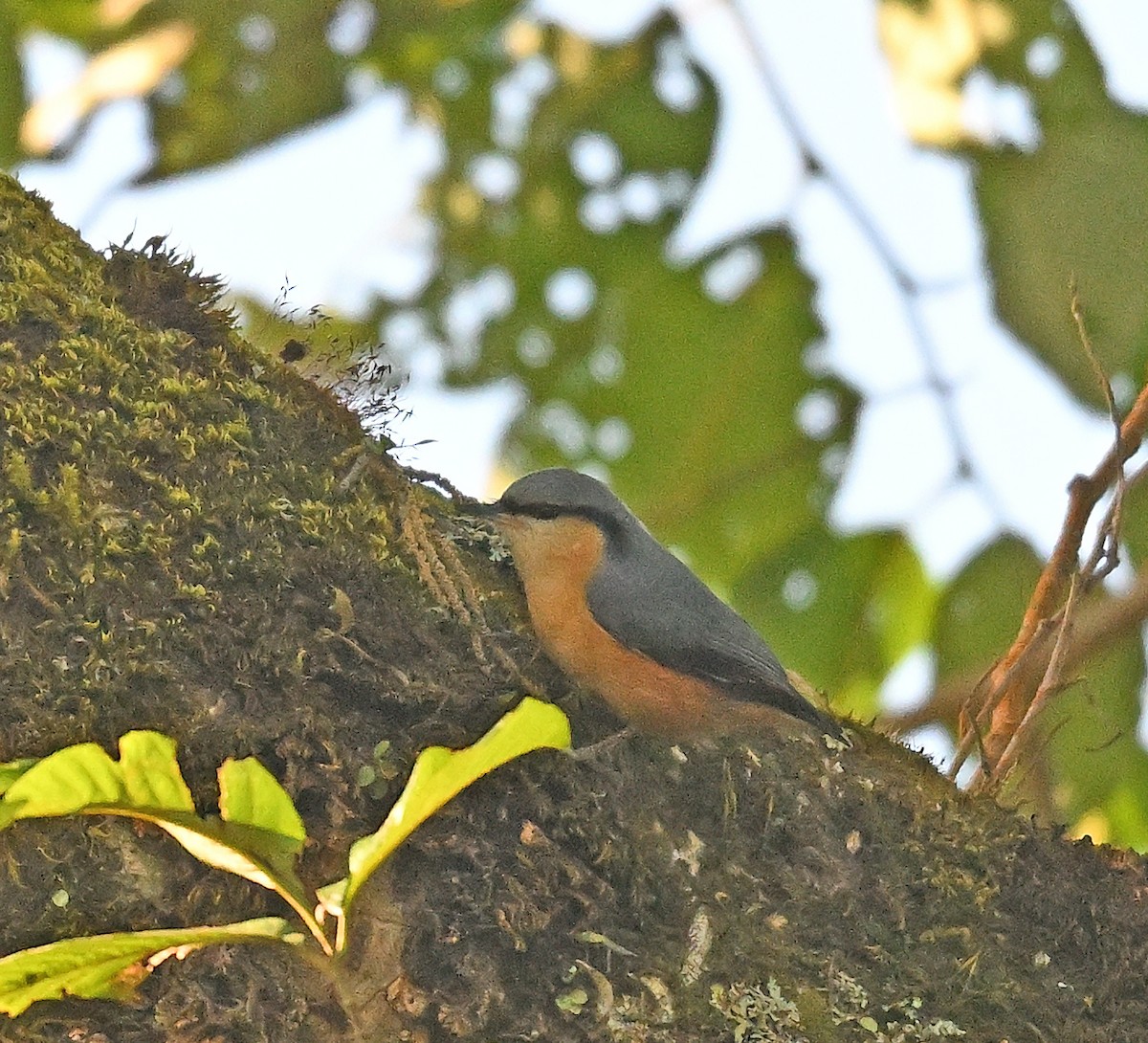 White-tailed Nuthatch - ML646233430