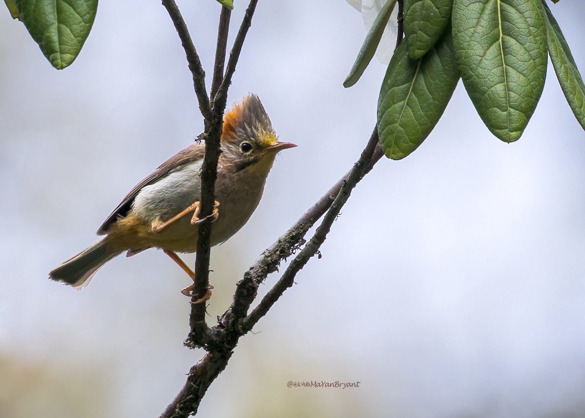 チャバラカンムリチメドリ - ML646233431