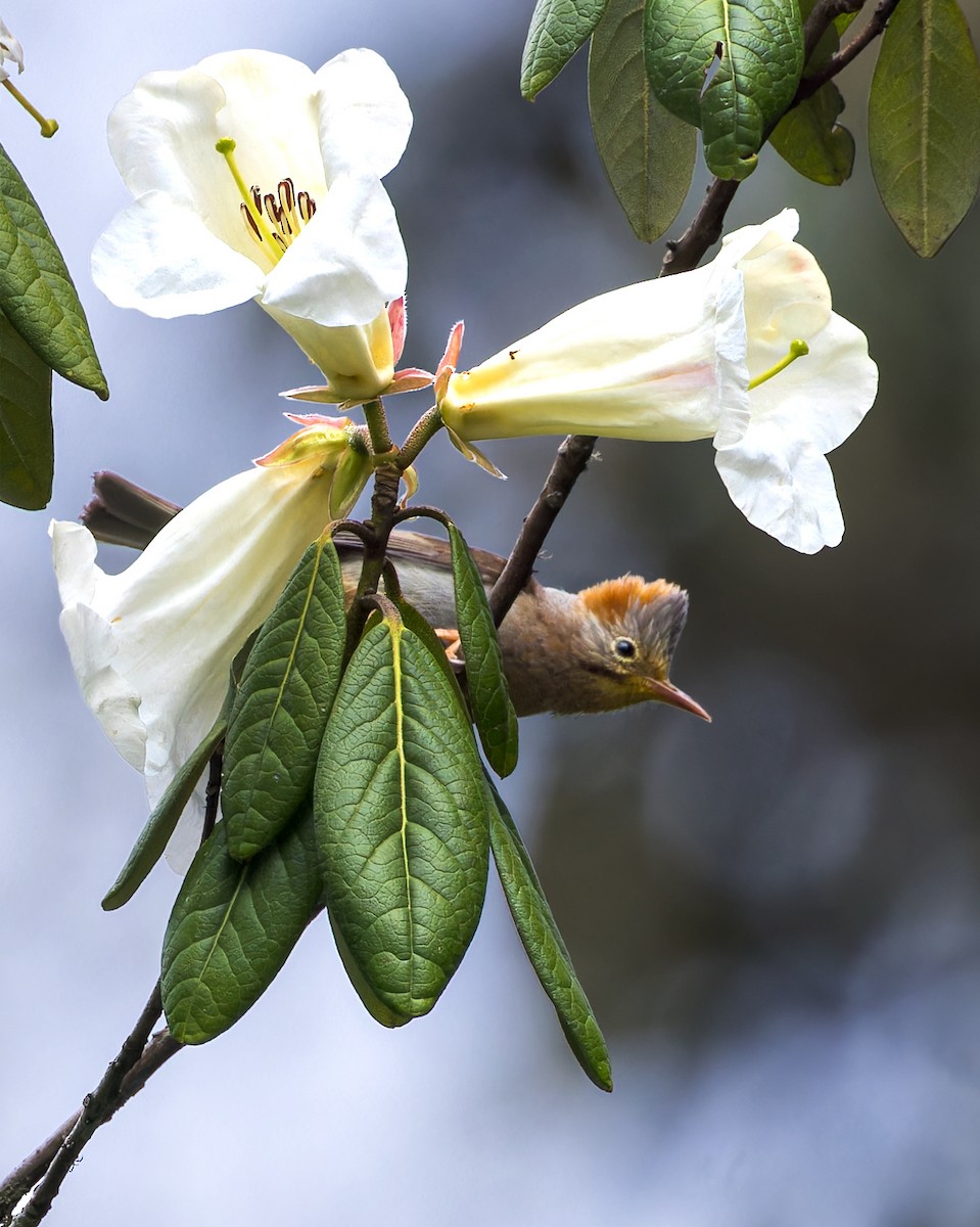 チャバラカンムリチメドリ - ML646233432