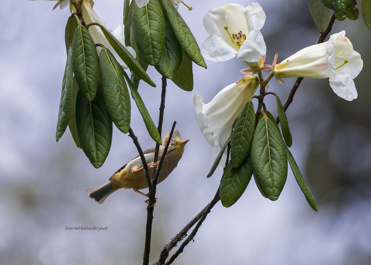 チャバラカンムリチメドリ - ML646233434