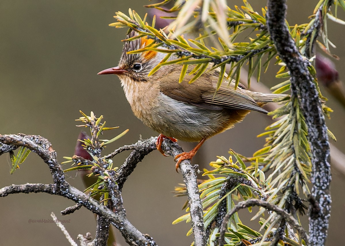 チャバラカンムリチメドリ - ML646233435