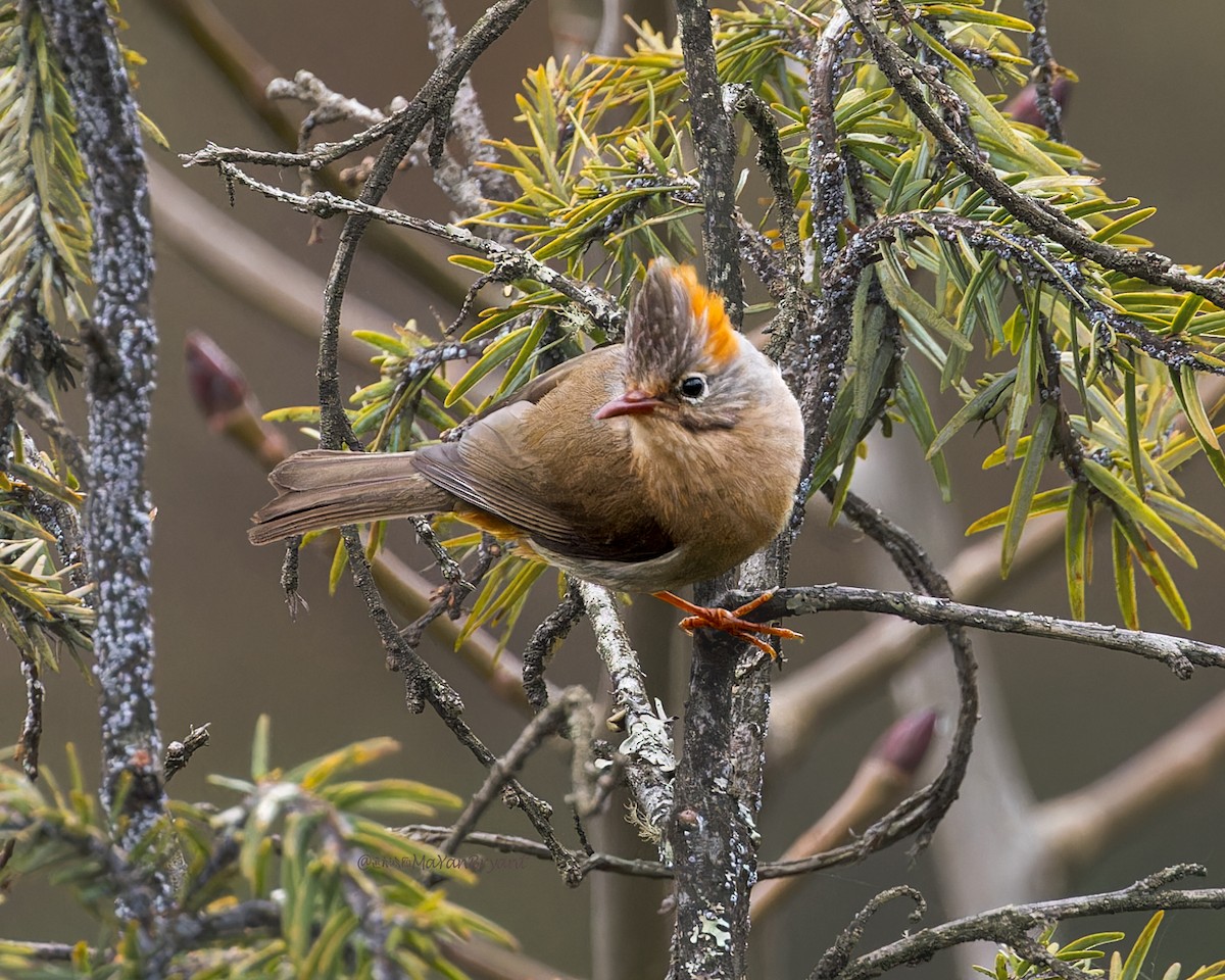 チャバラカンムリチメドリ - ML646233436