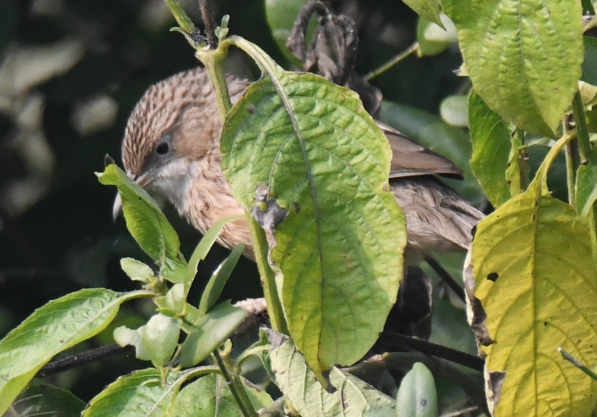 スジカブリヤブチメドリ - ML646233437