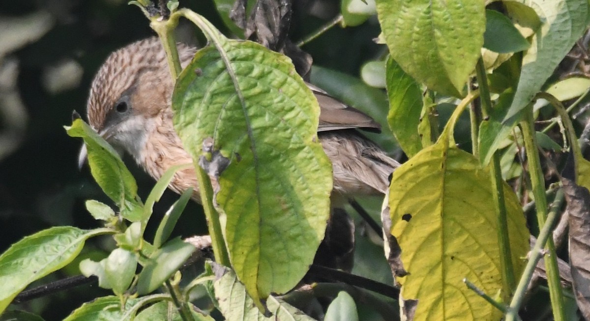 スジカブリヤブチメドリ - ML646233441