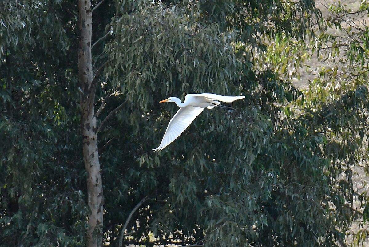 ダイサギ - ML646233442