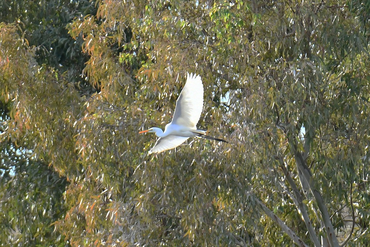 ダイサギ - ML646233443