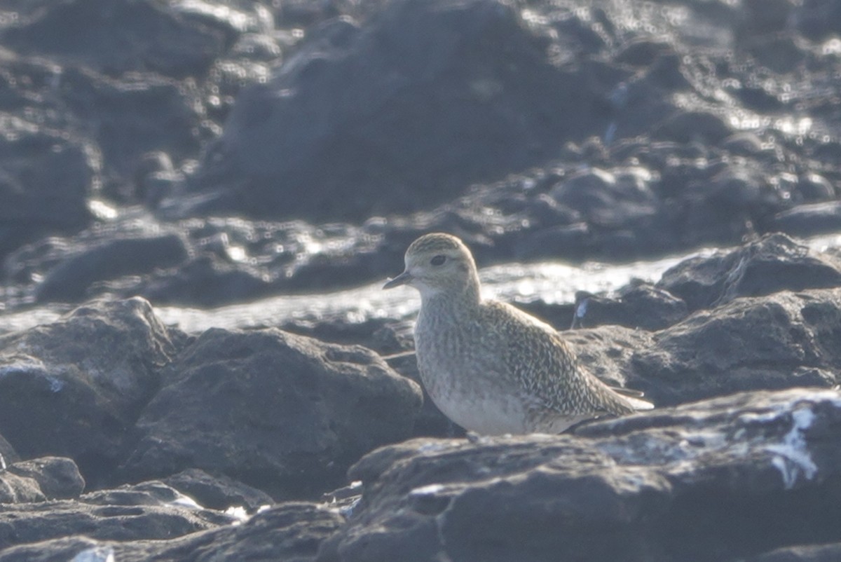 ヨーロッパムナグロ - ML646233445