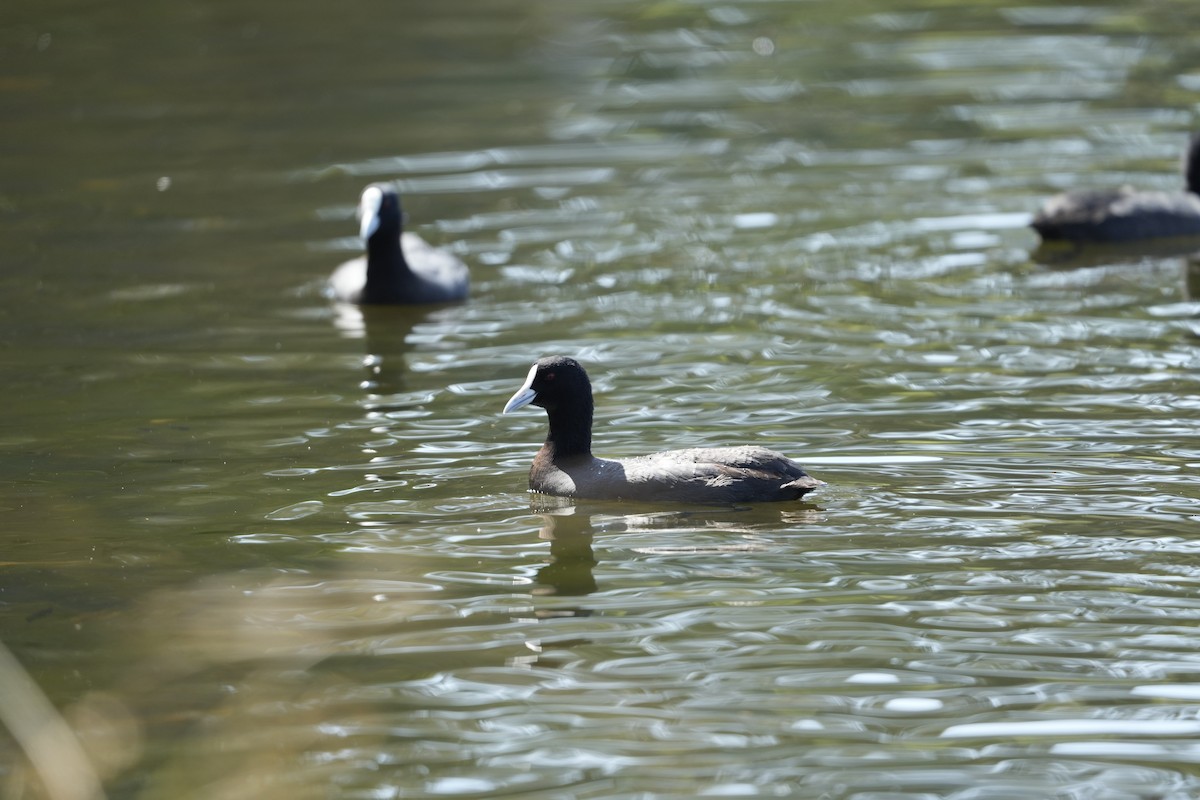 オオバン - ML646233446