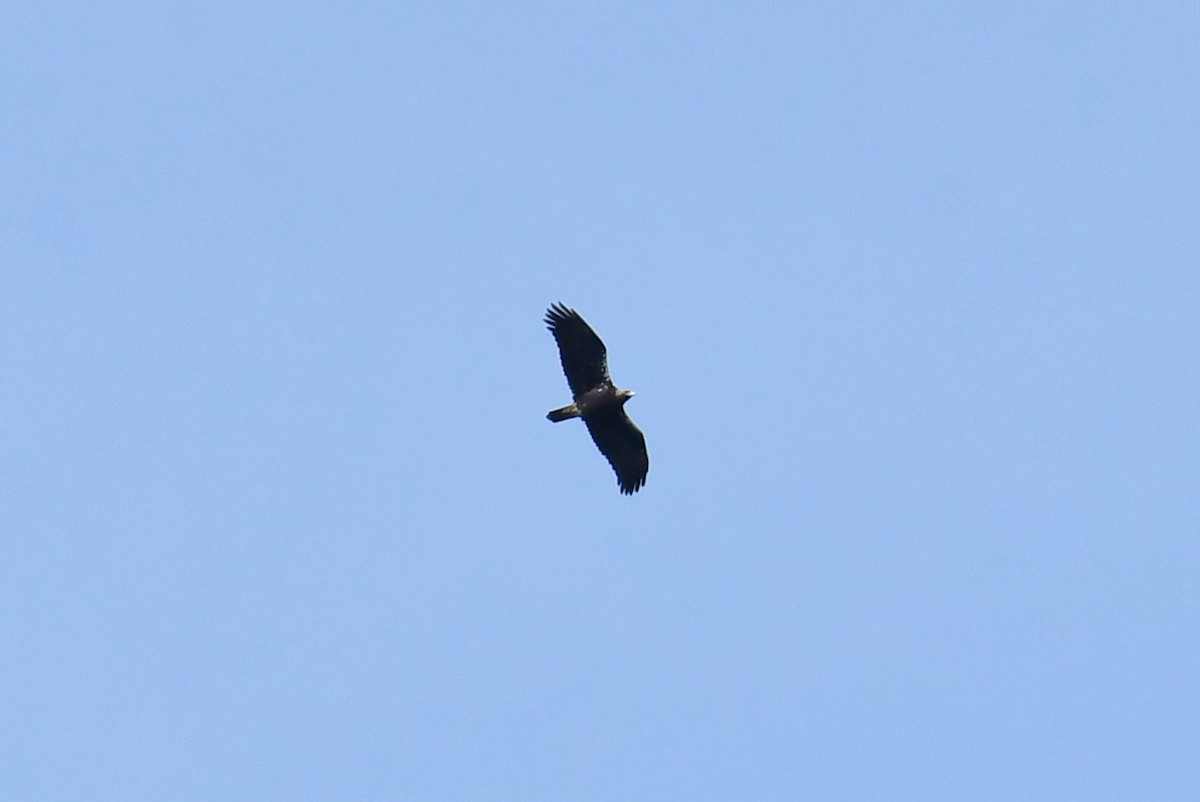 ニシカタジロワシ - ML646233447